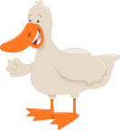 A duck