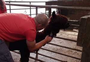 Alpaca Shearing