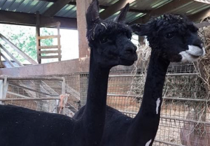 Alpacas Sheared