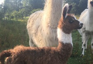 Baby Llama Standing Up