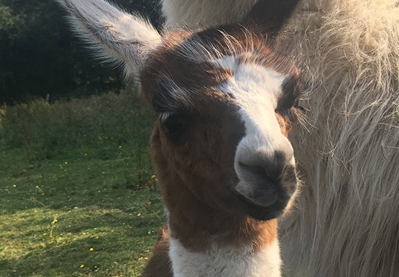 Baby Llama