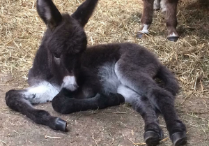 Donkey Foal 2