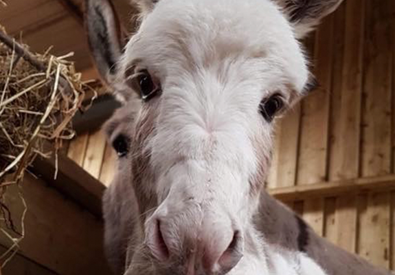 First Donkey Foal