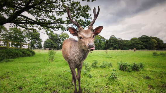 Sika-deer-img