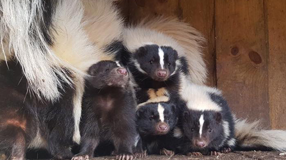 Skunks-img