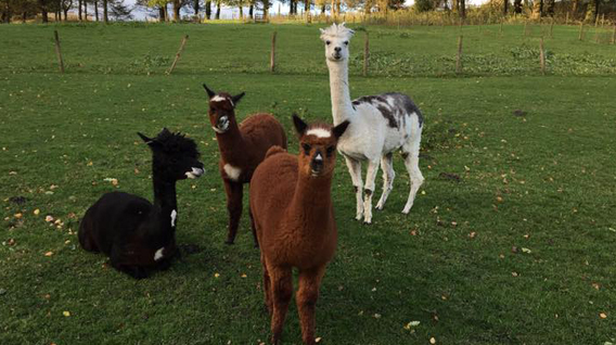 alpaca family img 3