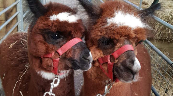 alpacas-img