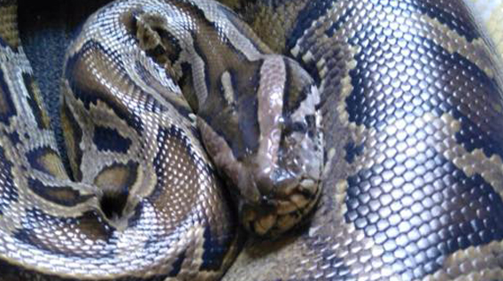 burmese-python-img