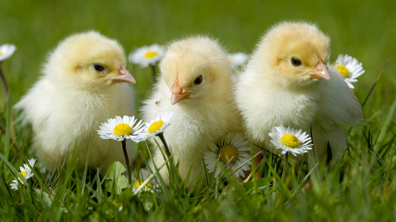 Chickens - Smithills Open Farm