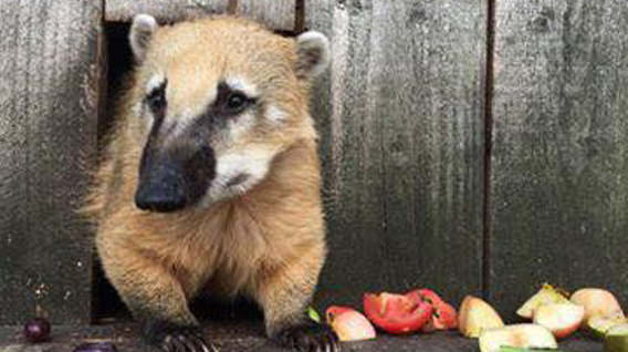 coati-eating2-img