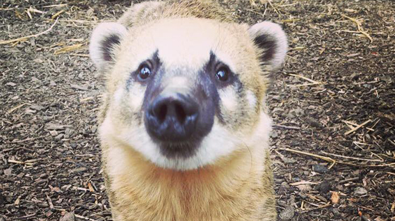 coati-sniffing-img