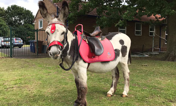 donkey-ride