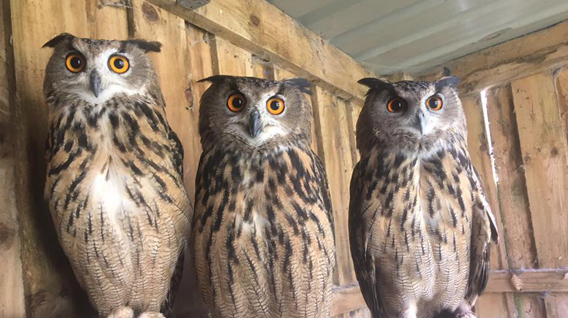 eagle-owls