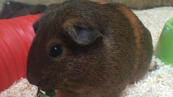 guinea_pig2-img