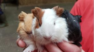 guinea_pigs-img