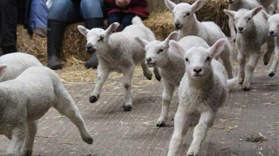 lambs-running-img