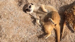 meerkat-img