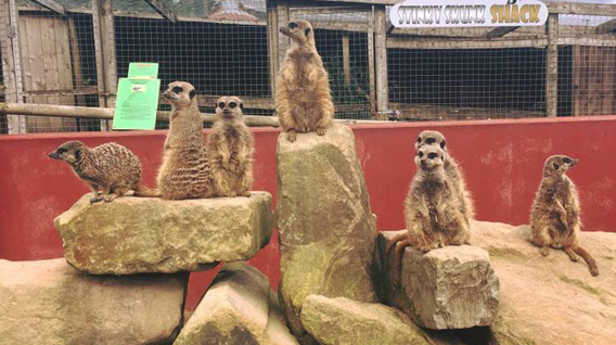 meerkats-img