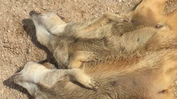 meerkats-sleeping-img