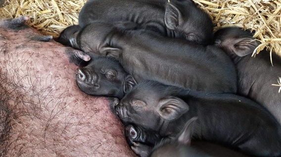 piglet-pile-img