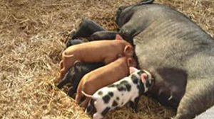 piglets-img