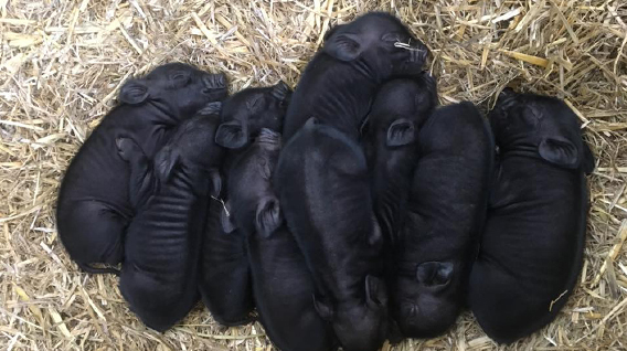 piglets-sleeping-img