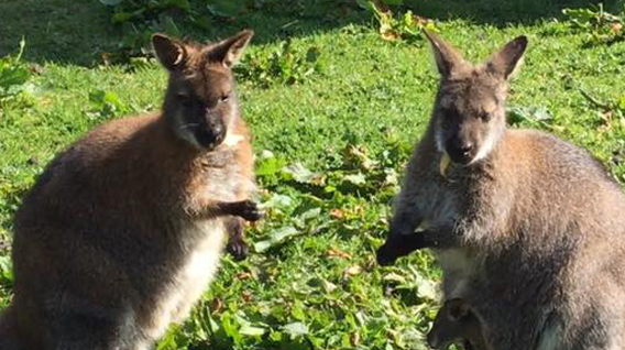 wallabies-img