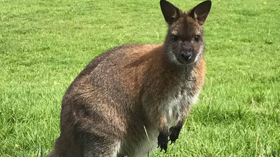 wallaby-img