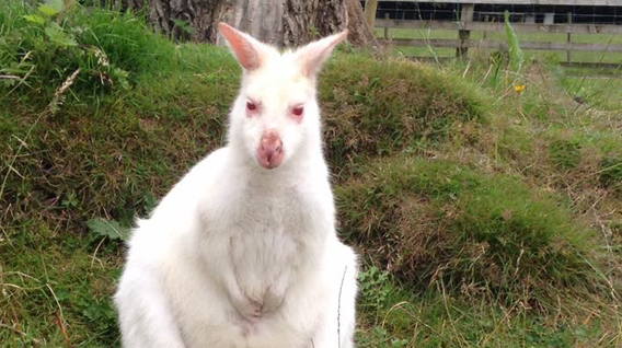 white-wallaby-img