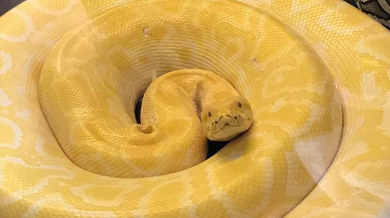 yellow-burmese-python-img