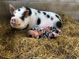 Mum And Piglets