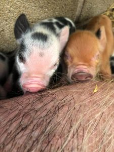 Piglets Drinking