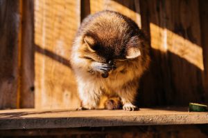 Racoon Hiding Face