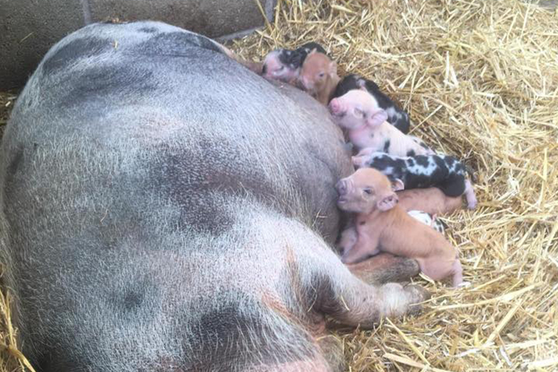 Aug_0001_piglets feeding 2