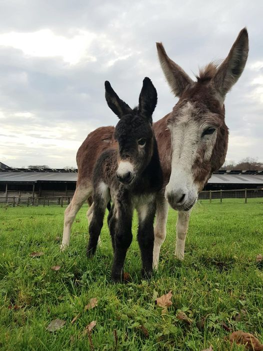 Smithills Donkeys