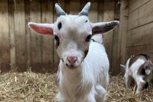 Smithills Open Farm July 2021_Baby Goat