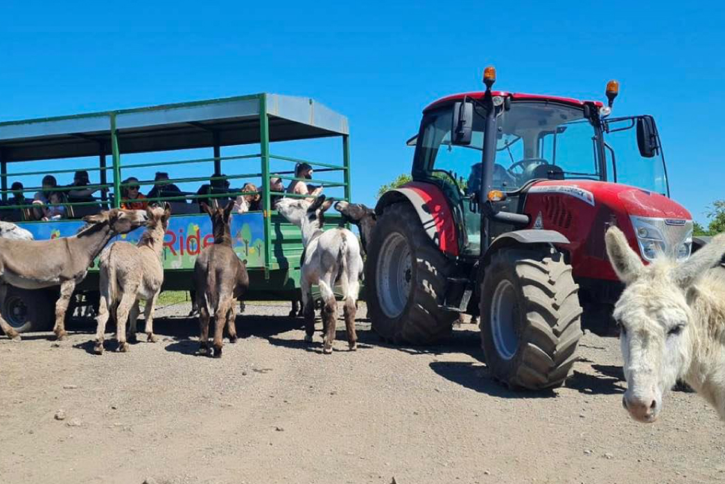 Smithills Open Farm July 2021_Tractor and donkeys