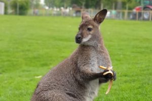 Smithills Open Farm July 2021_Wallaby