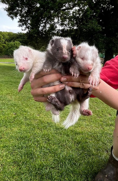 lv2 animal care hero mob