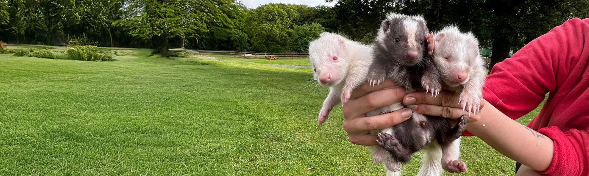 lv2 animal care hero