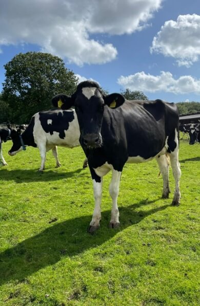 lv2 dairy hero mob
