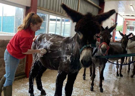 animal care img1