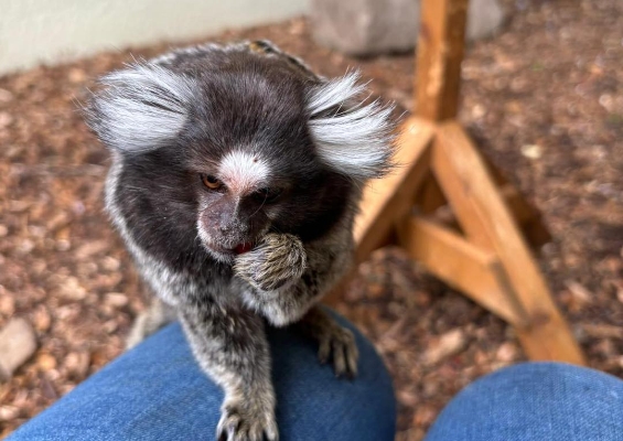 animal care img3