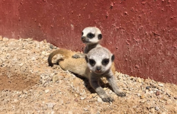 animals img 2 mob