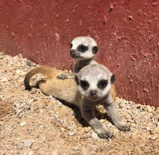 animals img 2