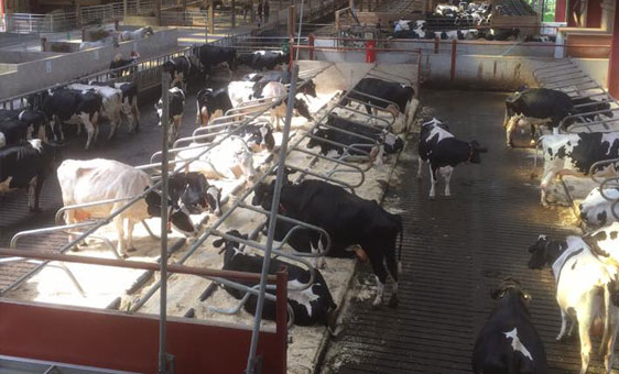 dairy farm img 1
