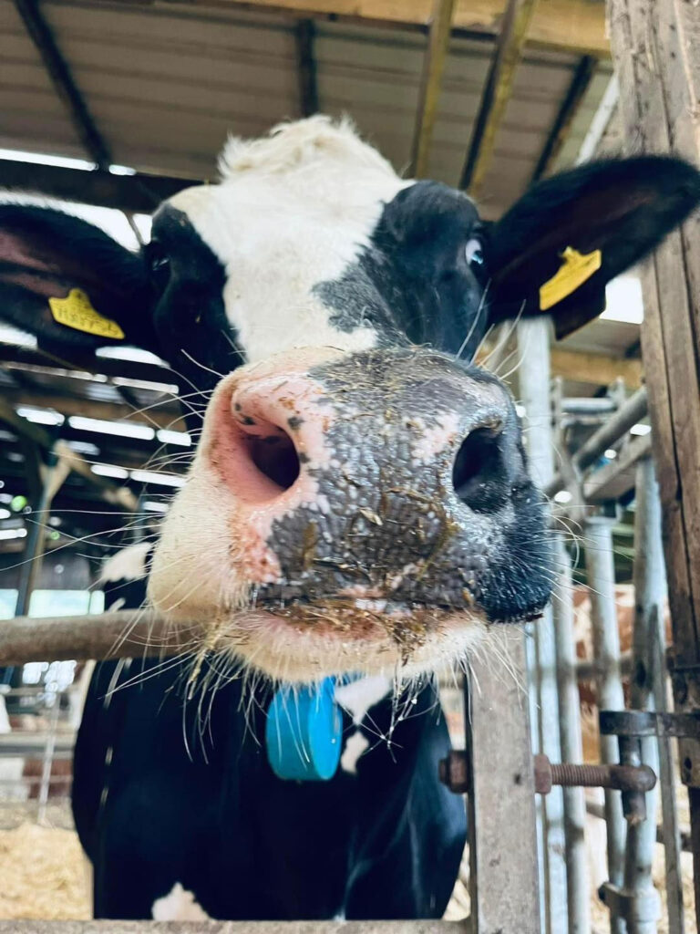 dairy farm img 2