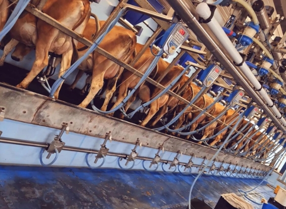 dairy farm img 3