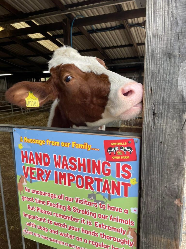 Holstein Cows