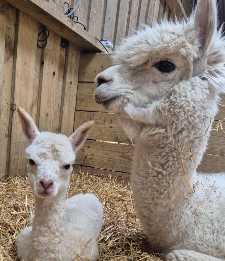 Alpaca
